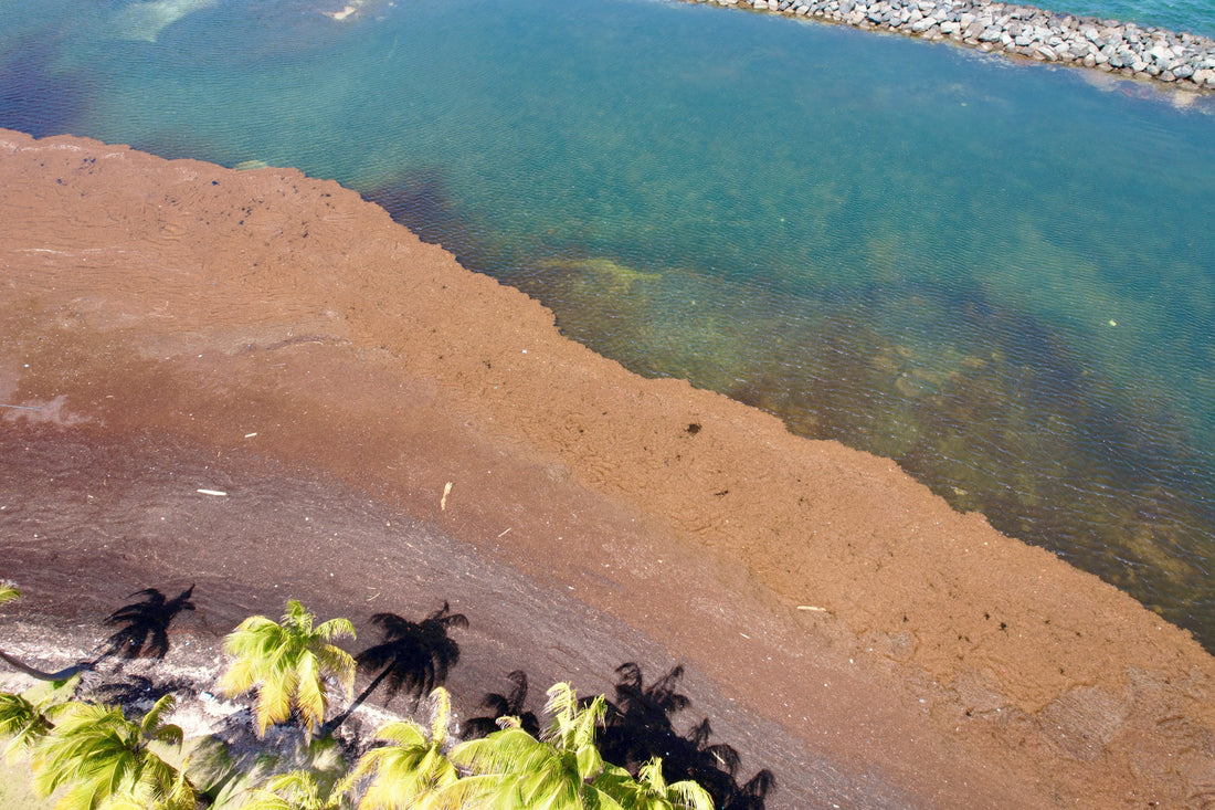 Sargassum season starting early in 2026.
