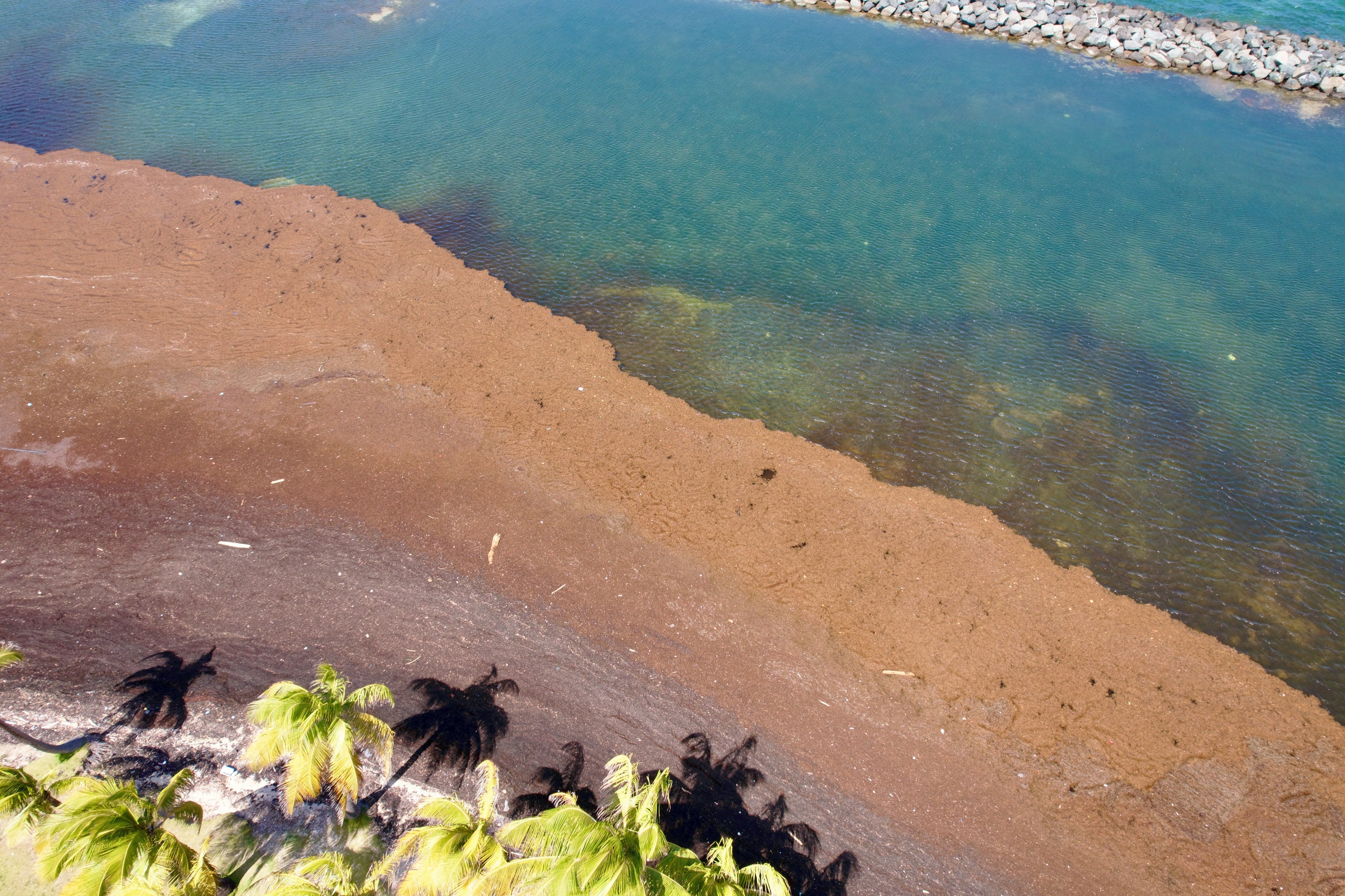 Sargassum season starting early in 2026.