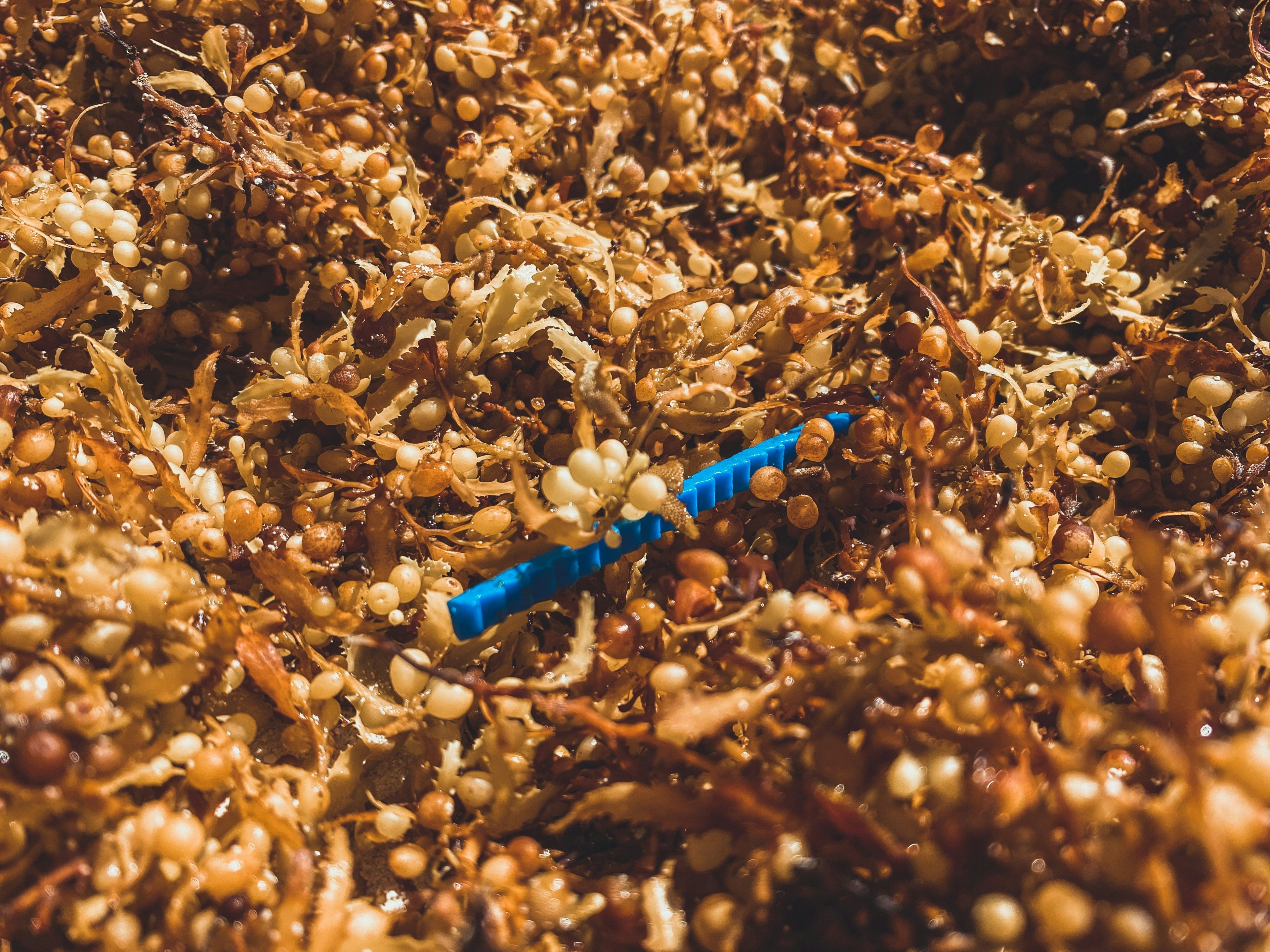 Is Sargassum seaweed a good fertilizer?